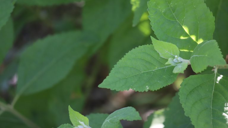 Beautyberry leaves.