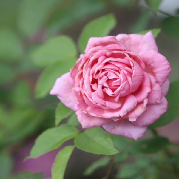 Belindas Dream rose flower and leaves.