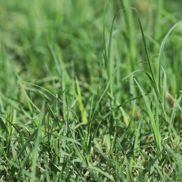 Bermuda grass leaves.