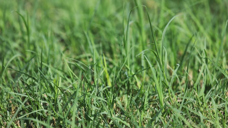 Bermuda grass leaves.