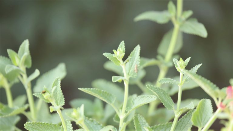 Betony leaves.