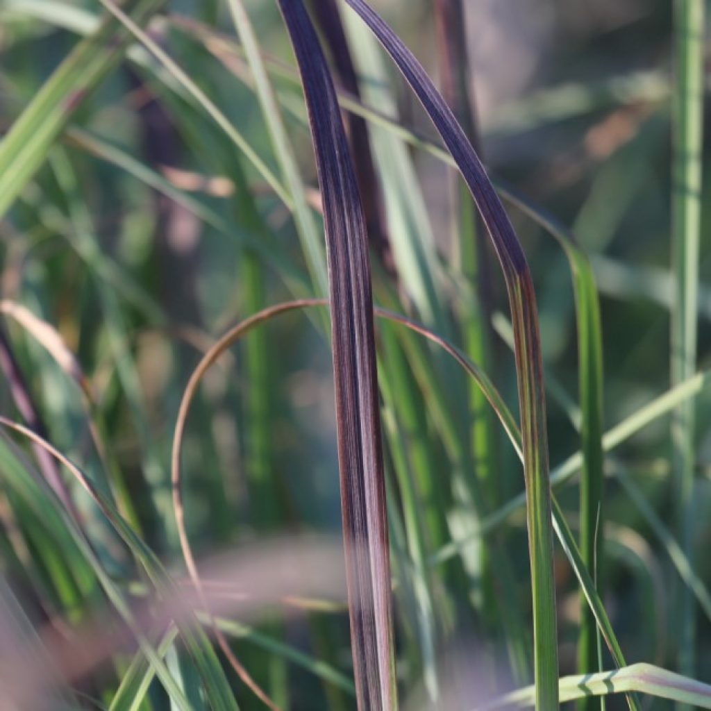 Big bluestem leaves.