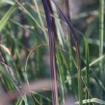 Big bluestem leaves.