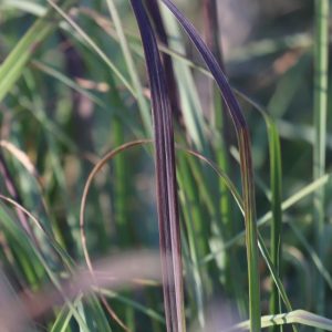 Big bluestem leaves.