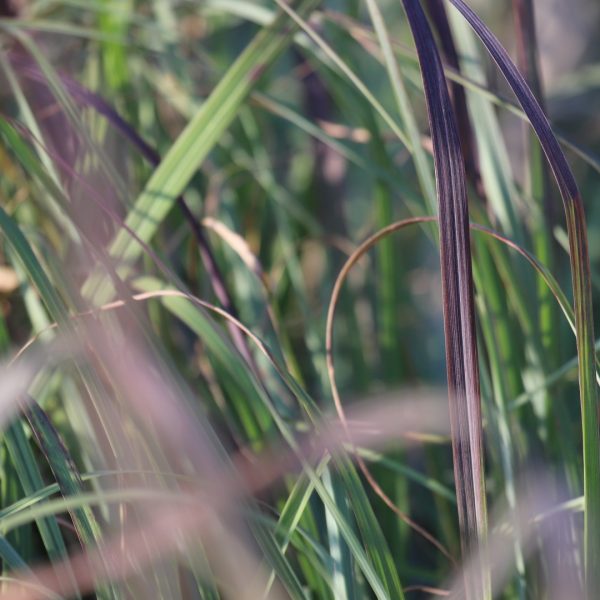 Big bluestem leaves.