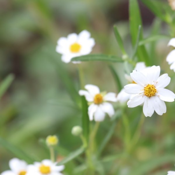 Blackfoot daisy flowers.