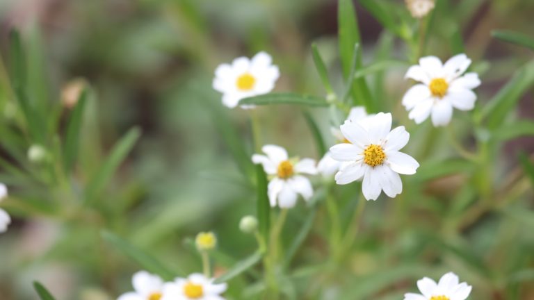 Blackfoot daisy flowers.