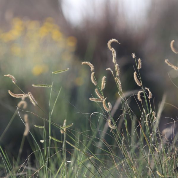 Blue grama leaves and seedheads.