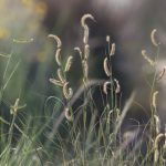 Blue grama grass with seedheads.