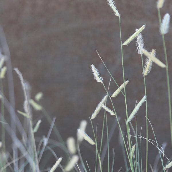 Blue grama seedheads.