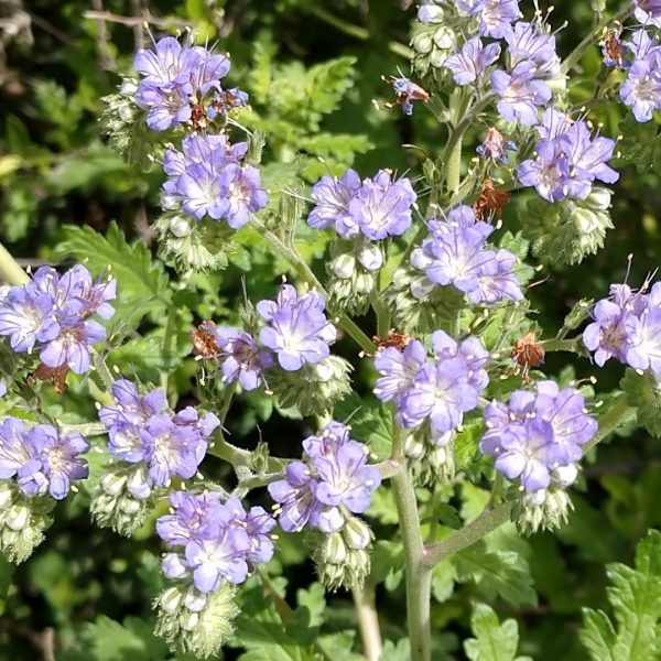 Blue curls leaves and flowers.