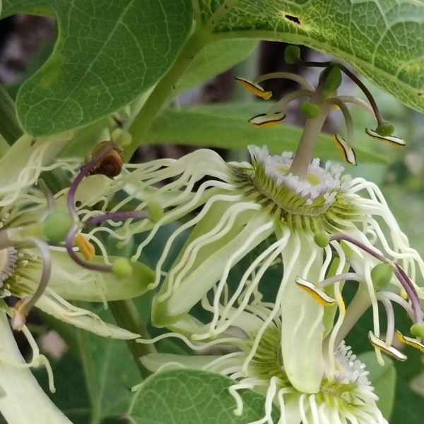 Bracted passionflower leaves and flowers.