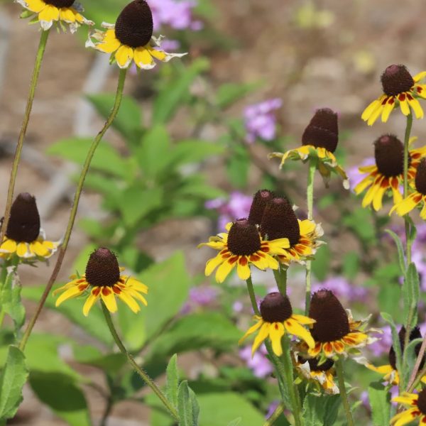 Brown-eyed Susan flowers.