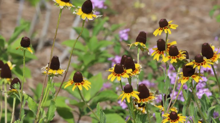 Brown-eyed Susan flowers.