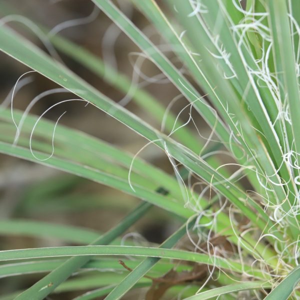 Buckley's yucca leaves and fibers.