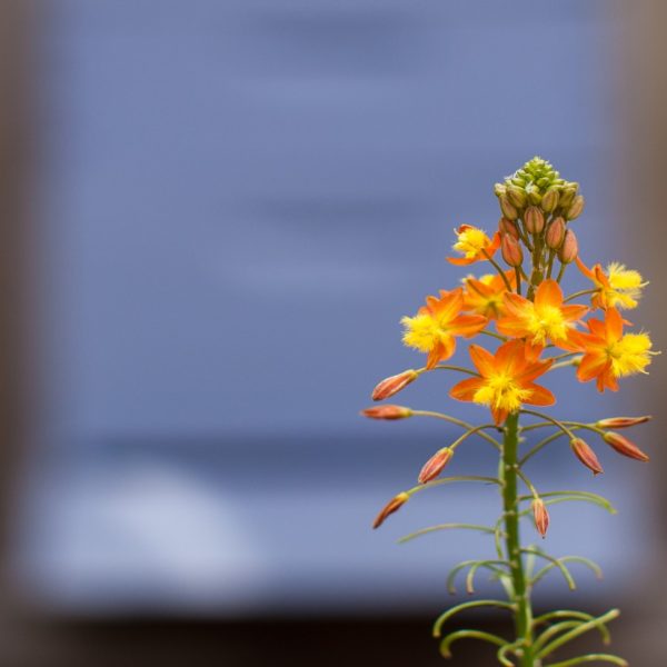 Bulbine flower.