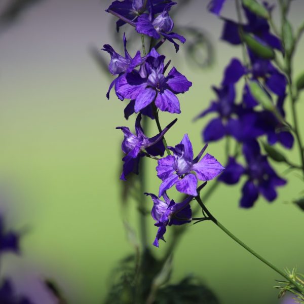 Bunny-faced larkspur, showing flowers.