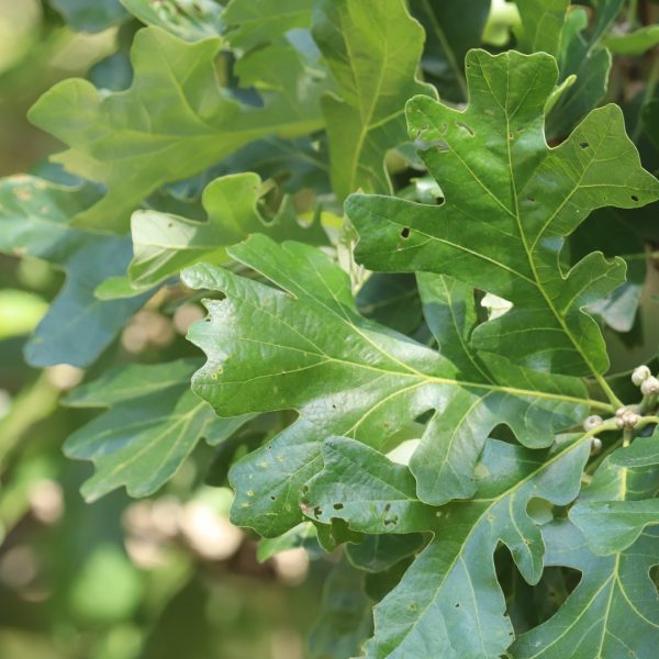Bur oak leaves and spring acorns.