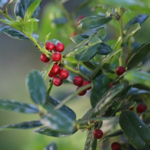 Burford holly leaves and berries.