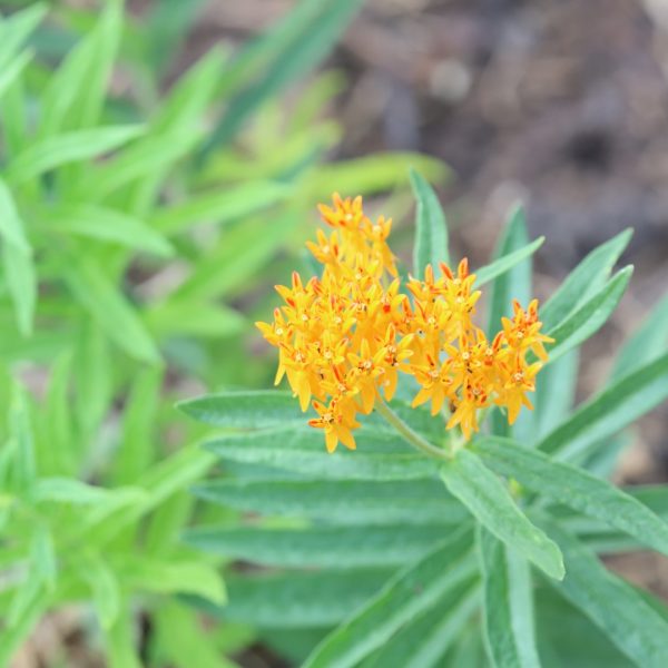 Butterfly milkweed flowers and leaves.