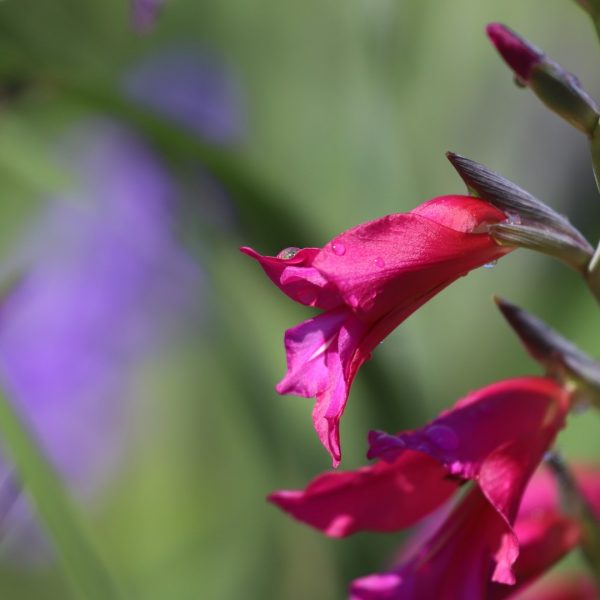 Byzantine gladiolus flower.