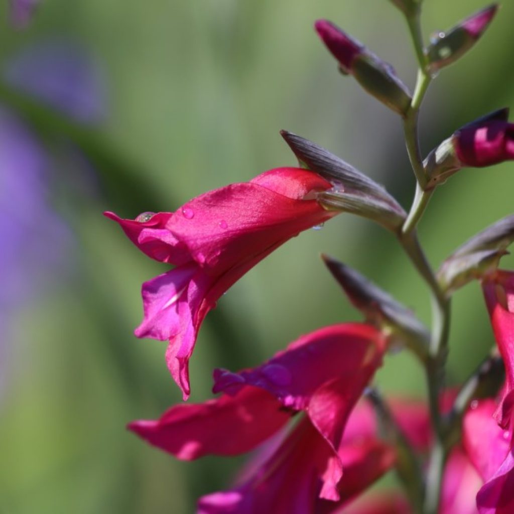 Byzantine gladiolus flowers.