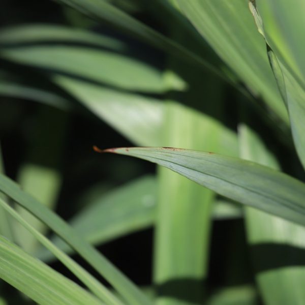 Byzantine gladiolus leaves.