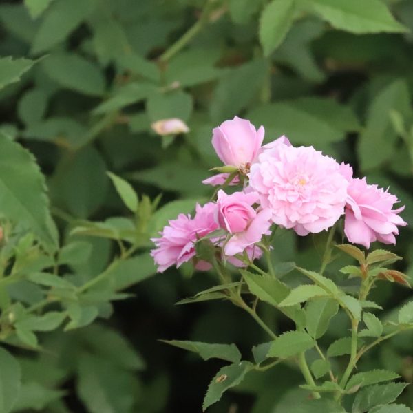 Caldwell pink roses.