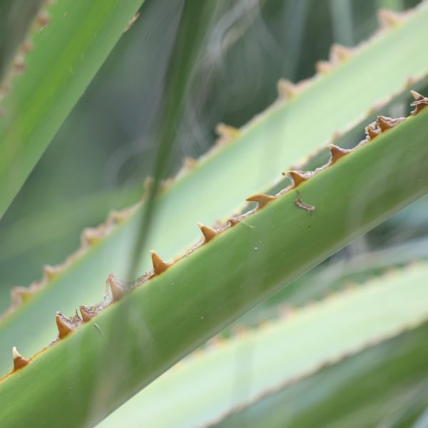 California fan palm leaf petiole.