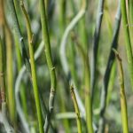 Candelilla leaves.