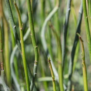 Candelilla leaves.