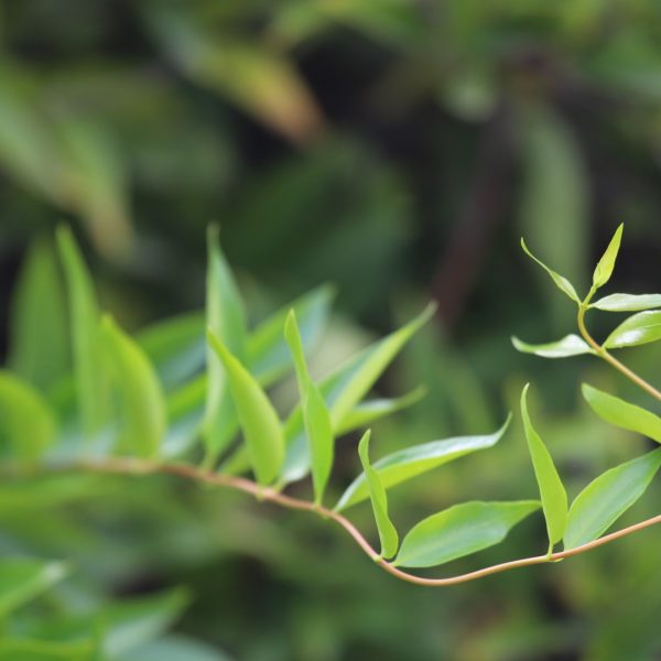 Carolina jessamine leaves.