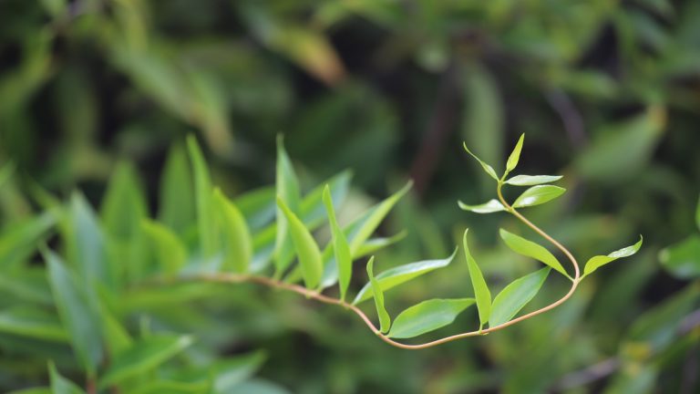Carolina jessamine leaves.
