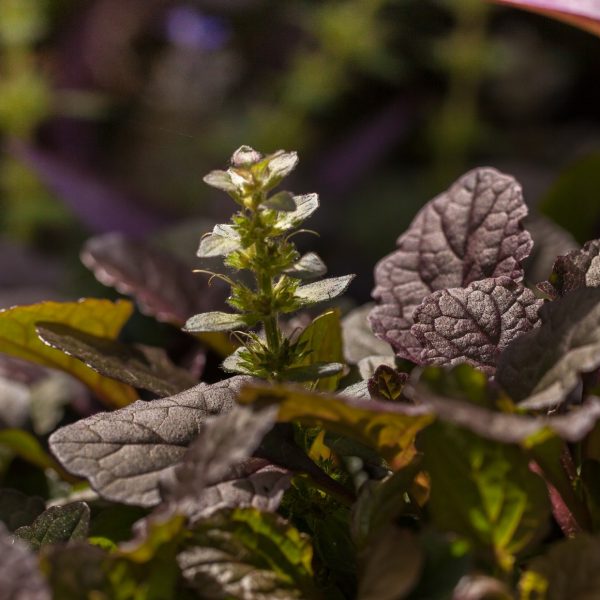 Carpet bugleweed leaves with flowers.