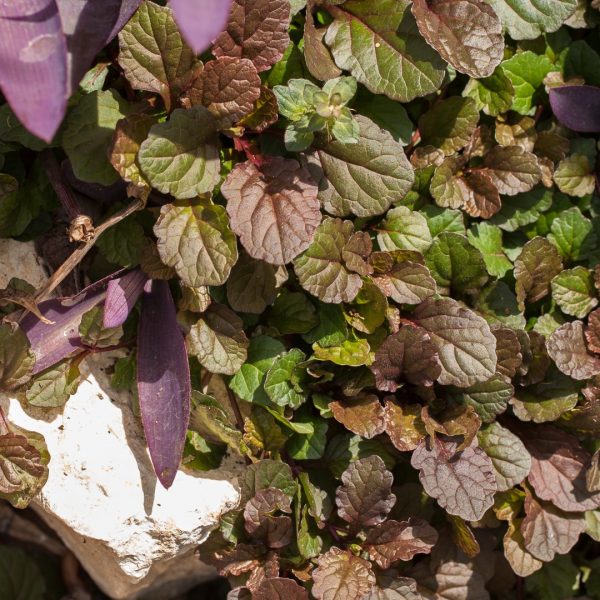 Carpet bugleweed leaves.