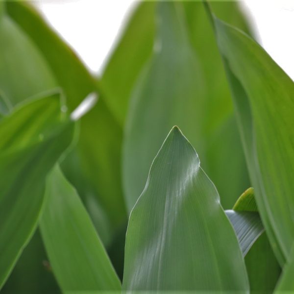 Cast iron plant leaves.