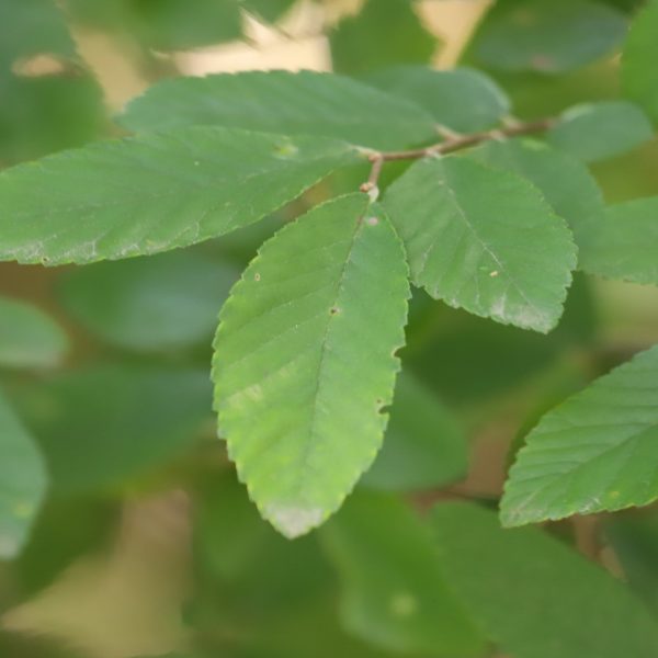 Cedar elm leaves.