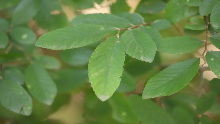 Cedar elm leaves.