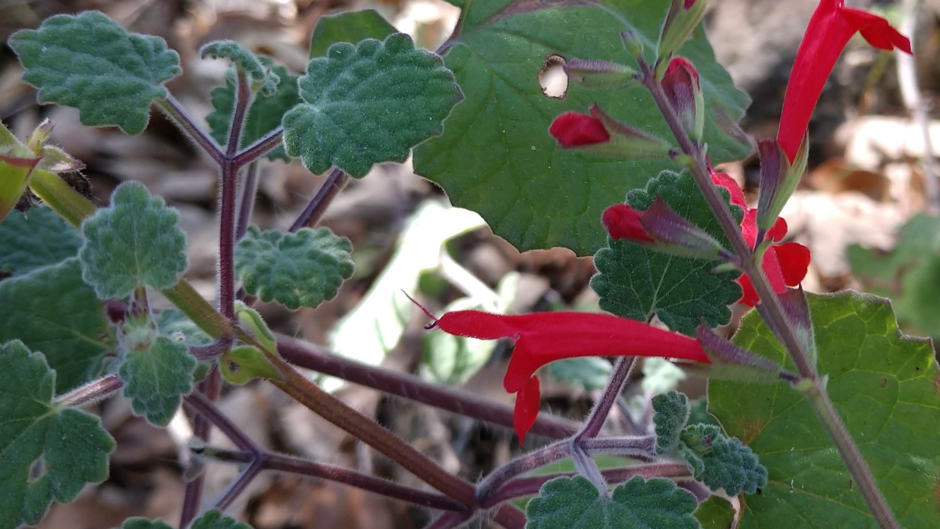 Cedar sage leaves and flowers.