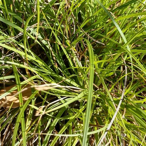 Cedar sedge leaves.