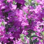 Cenizo Texas sage flowers.