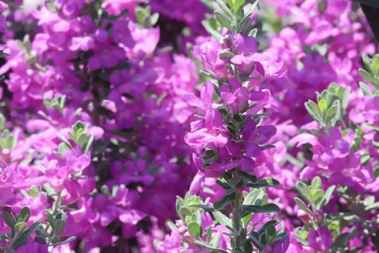 Cenizo Texas sage flowers.