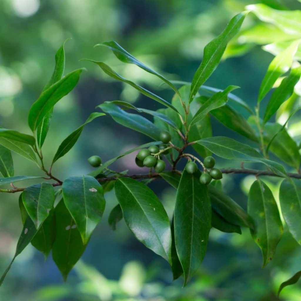 Cherry laurel leaves and fruit.