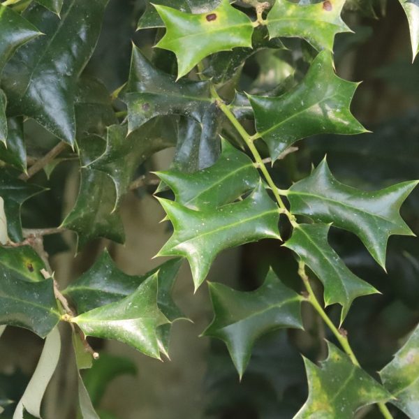 Chinese holly leaves.