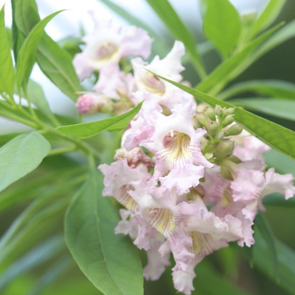 Chitalpa leaves and flowers.