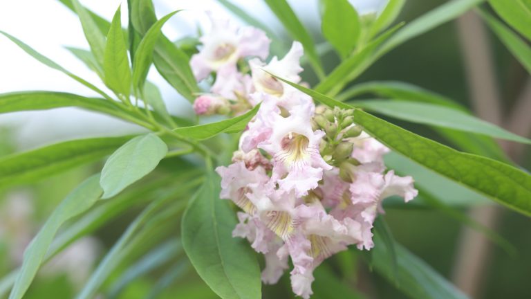 Chitalpa leaves and flowers.