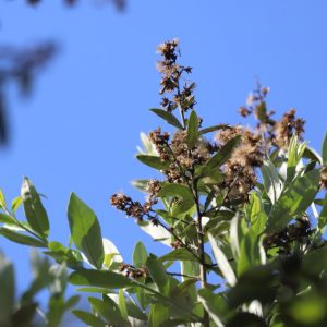 Chomonque leaves and flowers.