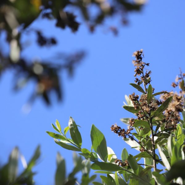 Chomonque leaves and flowers.