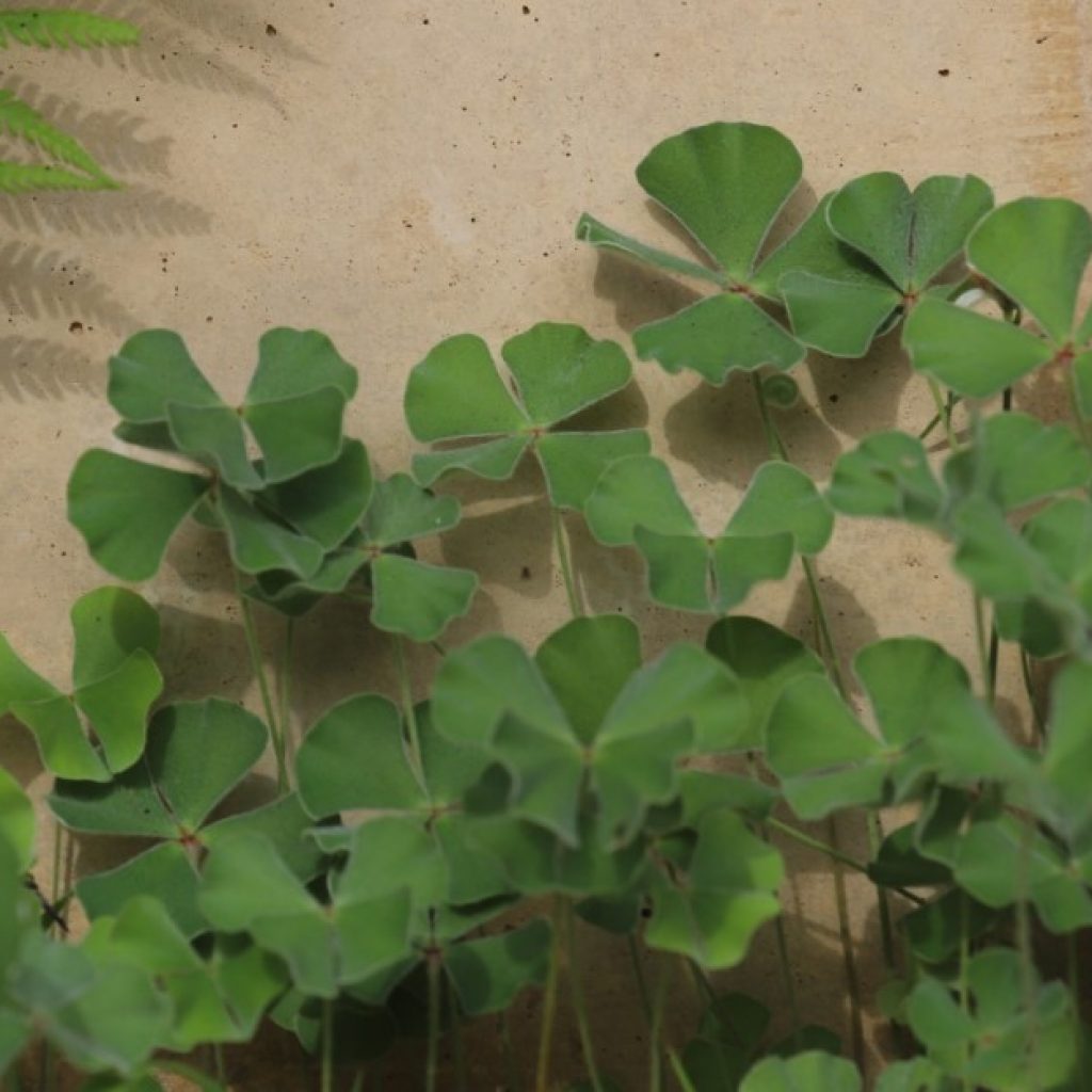 Clover fern leaves.