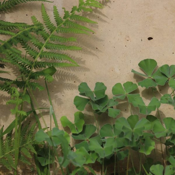 Clover fern leaves.